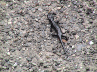 Alpensalamander